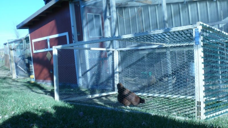 how-to-integrate-baby-chickens-into-flock